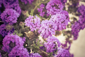 Fototapeta premium Close up of purple flower