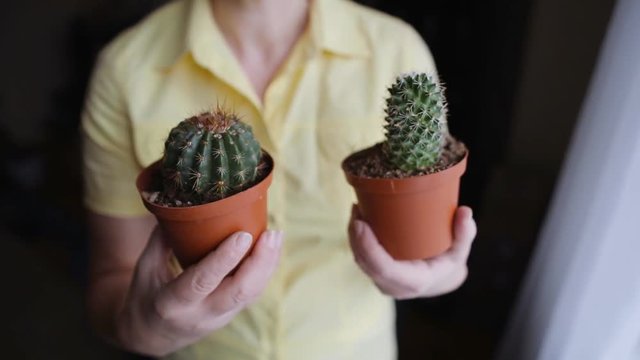 Female florist holding two different flowering cactuses in pot