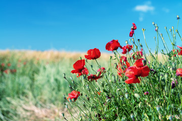 Poppies meadow, Tuscany in spring