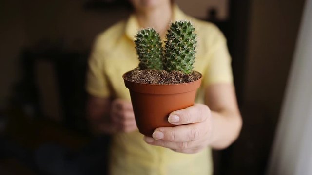 Woman florist hand holding cactus in pot at home