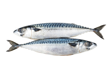 Mackerel fish isolated on white background