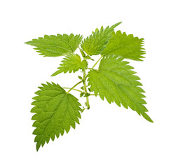Nettle leaves isolated on white background