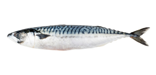 Mackerel fish isolated on white background