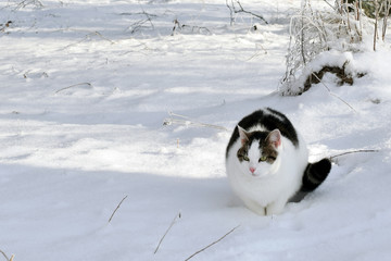 Fototapeta premium Domestic cat in the snow. Space for text.