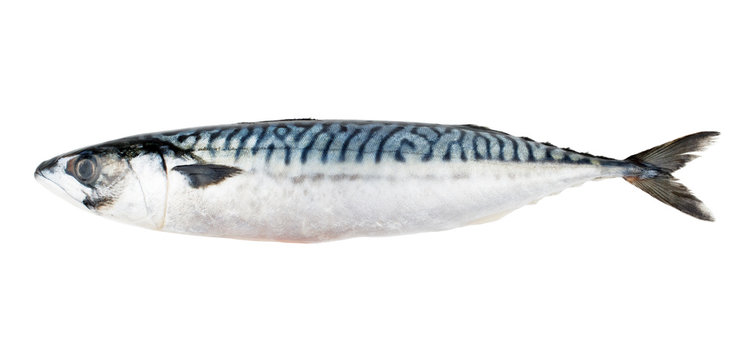 Mackerel fish isolated on white background
