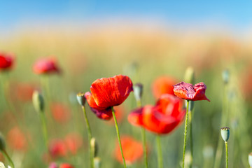 Obraz premium Poppies meadow closeup, Tuscany in spring