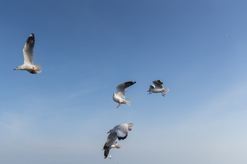 Amazing flying action of Seagulls bird at coast