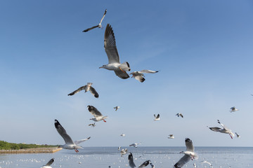 Amazing flying action of Seagulls bird at coast