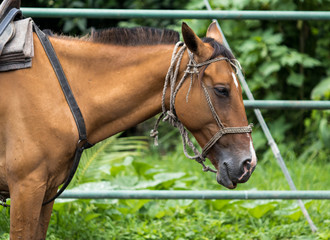 Obraz premium Brown Horse
