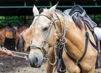 Obraz premium Brown Farm Horse