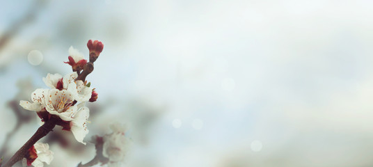 Spring flower background