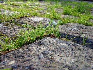 Fototapeta na wymiar Grass Growing Between Stone Cobbles - Closeup