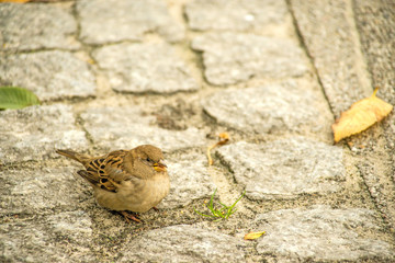 Haussperling in einer Fußgängerzone