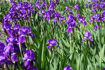 Flowerbed covered with purple irises in bloom