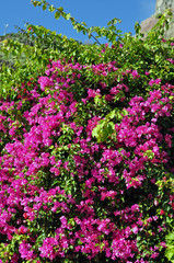 Bougainvillea, violett