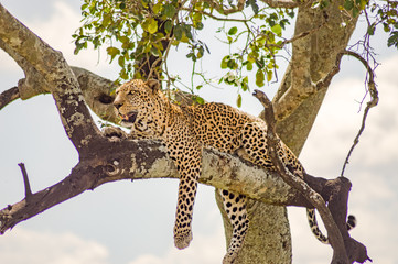 Leopard lying on a branch with two paws hanging in the savannah of Maasai Mara Park in North West Kenya