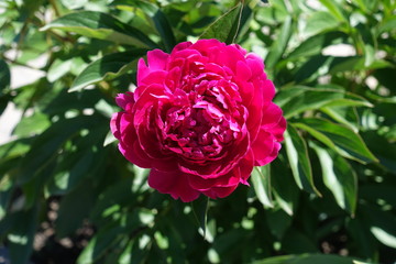 Double flowered Paeonia officinalis in late spring