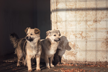 Cute dog caught by hingheri who is housed in a cage at the public shelter built by the town hall...