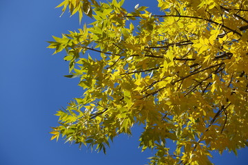 Colorful autumn leaves of Fraxinus pennsylvanica against blue sky