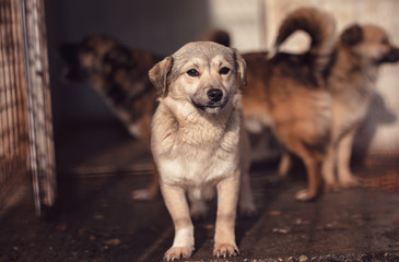 Cute dog caught by hingheri who is housed in a cage at the public shelter built by the town hall...