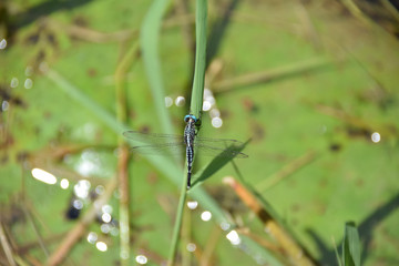 Asian Pintail or Trumpet Tail dragonfly, Kuala Lumpur, Malaysia