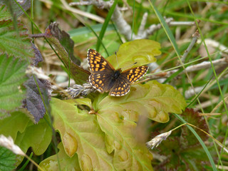 Duke of Burgundy, Whitbarrow