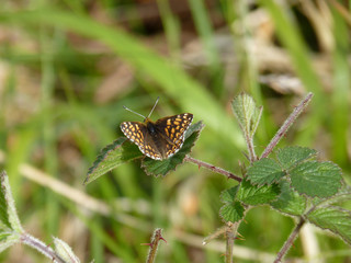 Duke of Burgundy, Whitbarrow