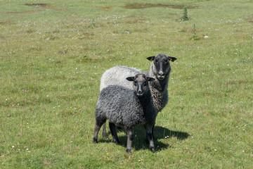 Fototapeta premium Two gray and black sheep on a green field