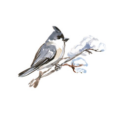 Watercolor Bird