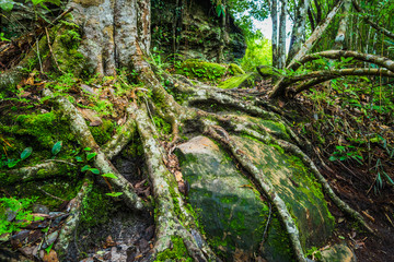 Fototapeta na wymiar Forest path in a green rainforest