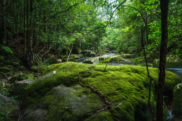 River in the tropical rainforest landscape