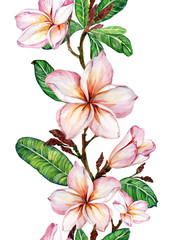 Pink plumeria flower on a twig. Border illustration. Seamless floral pattern. Isolated on white background.  Watercolor painting.