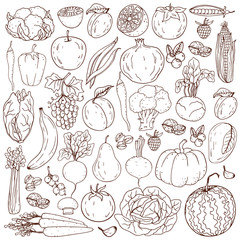 Organic farm illustration. Healthy lifestyle vector design elements. Healthy hand-drawing vegetables , fruits, berries, nuts, mushrooms