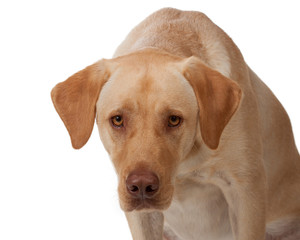 Yellow labrador stares into camera