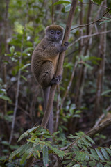 Eastern Lesser Bamboo Lemur - Hapalemur griseus, Madagascar rain forest. Madagascar endemite. Cute primate. Bamboo.