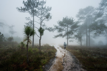 Single man walking on forest path immersed in mist and fog