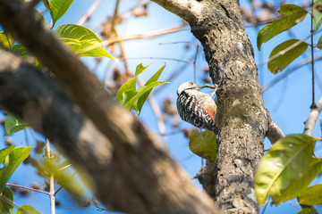 Fulvous-breasted Woodpecker on tree near nest hole pulling worms out of a tree hole to eat.tapping on trunks in order to find insects living in crevices in the bark.