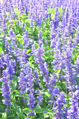 Obraz premium Blue salvia flowers are blossoming.