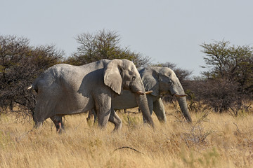 Fototapeta premium Elefanten (Loxodonta africana) im Etosha Nationalpark