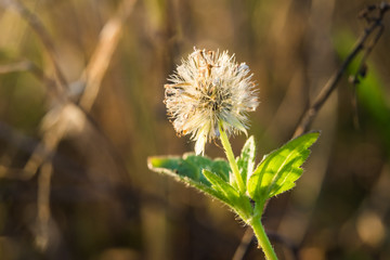 grass flower