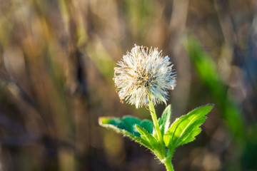 grass flower
