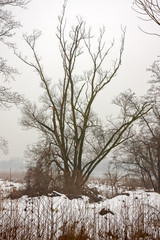 The wild and wooded shores of the lake covered with snow on a cold winter day