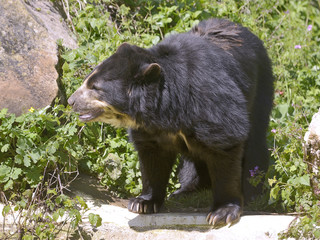 Andean bear (Tremarctos ornatus) standing among vegetation and rocks, also known as the spectacled bear