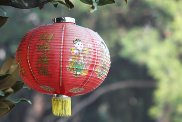 Traditional Chinese New Year Lantern with Chinese blessing words. Traditional Red Chinese Lantern with green natural background.