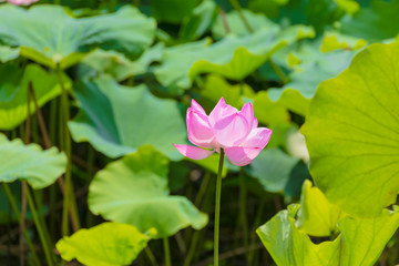 Obraz na płótnie Canvas The Lotus Flower.Background is the lotus leaf.Shooting location is Yokohama, Kanagawa Prefecture Japan.