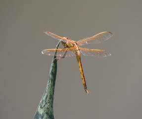 Nature Photography
