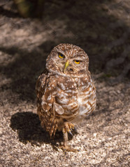 Nature Photography