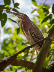 Nature Photography