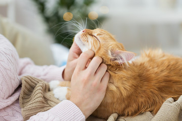 close up of owner stroking red cat in bed at home