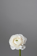 white ranunculus flower on a gray background